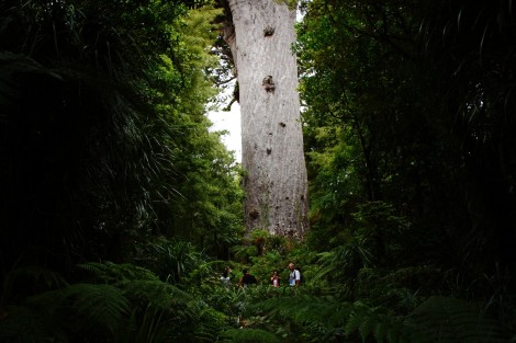 „Tane Mahuta“, Lord of Waipoua-Forest  