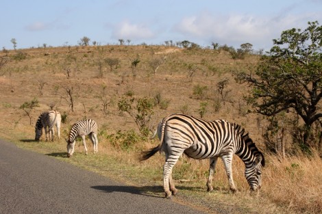 Zebras im Umfolozi Park